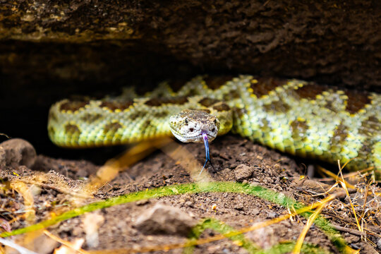 Northern Pacific Rattlesnake Flicking Tongue in Yosemite National Park