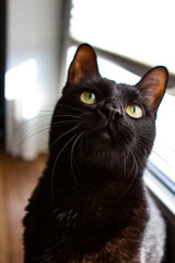 portrait of a black cat © Da Costantino