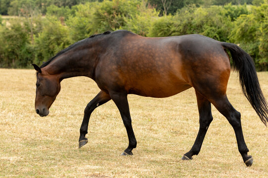 Side profile of a bay horse walking across dry grazing, illustrating overall body condition, muscle development and weight. Suitable for equine health, body condition scoring, nutrition, & grazing.