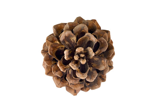 Natural pine cone isolated on a white background. Detailed close-up of a brown conifer seed cone, ideal for botanical, seasonal, forestry, and nature-themed designs