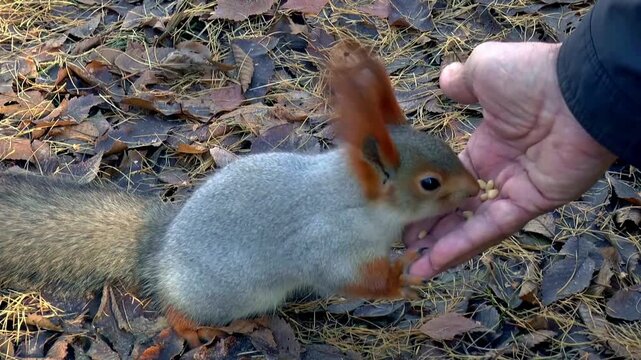 Eurasian red squirrel cautiously eating small pine nuts directly from an open human hand in a forest during an autumn afternoon creating a charming wildlife encounter video clip that highlights the ge