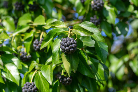 Hedera helix ivy berries on climbing plant with glossy green leaves, black berry clusters in natural light close up
