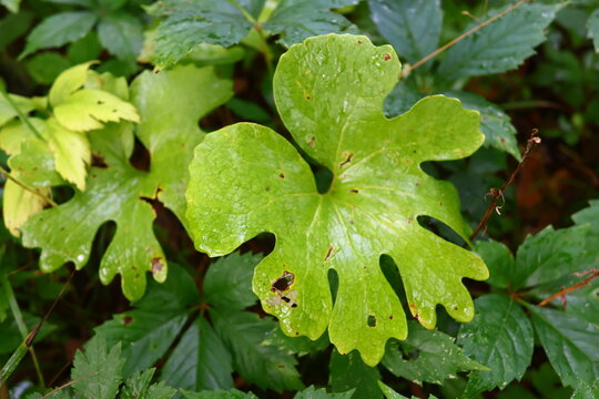Bloodroot (Sanguinaria canadensis) leaf