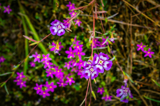 Four-spot Clarkia wildflower close up portrait