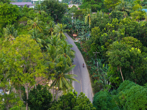 Aerial view of the Santander - Barili - Toledo Rd winding through dense tropical vegetation and palm trees with a lone motorcyclist on the road in Alegria, Central Visayas, Philippines.