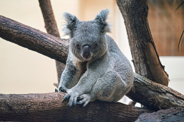 Grey koala bear walking over wooden tree branch, photo from zoo © Lubo Ivanko