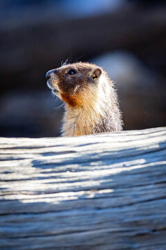 Yellow-bellied Marmot emerging from a shelter in Yosemite National Park