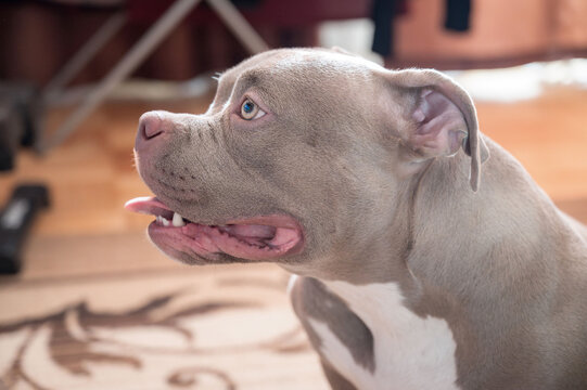 Side profile closeup of an American Bully dog with light brown eyes and short gray and white fur