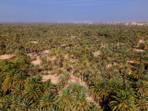 Aerial view of the vast date palm oasis in Panjgur, featuring dense clusters of palm trees stretching across the arid landscape in Panjgur, Balochistan, Pakistan.