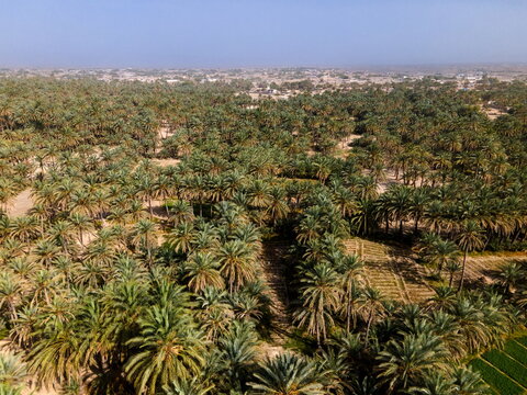 Aerial view of the extensive date palm groves featuring lush green foliage, irrigation channels, and the arid landscape of the surrounding region in Panjgur, Balochistan, Pakistan.