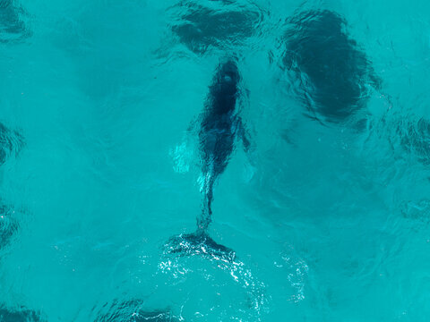 Aerial view of a humpback whale swimming through the clear turquoise waters of Cheynes Beach in Cheynes, Western Australia, Australia.