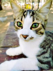 Close up portrait of a stray cat outdoors in nature © Talat