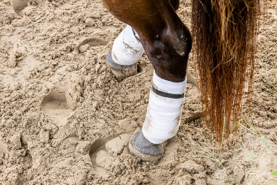 Hind legs of a horse with white leg wraps standing on a muddy racetrack. 