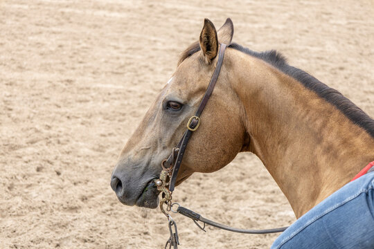 Head of a buckskin horse with a Western bit.