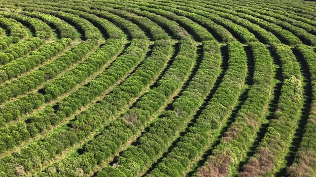 Aerial view of agricultural fields and farmland in a sunny day