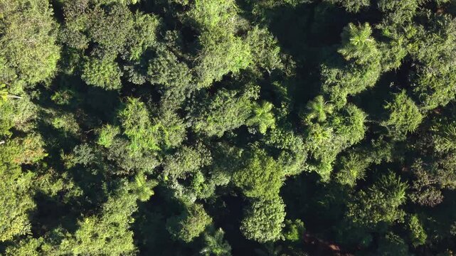Aerial view of a brazilian rainforest