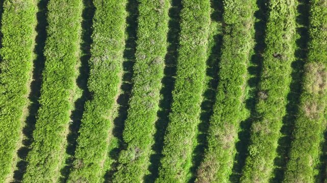 Aerial view of agricultural fields and farmland in a sunny day