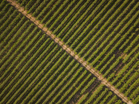 Aerial view of an olive grove with rows of trees and a dirt path cutting through the plantation in Pias, Beja District, Portugal.