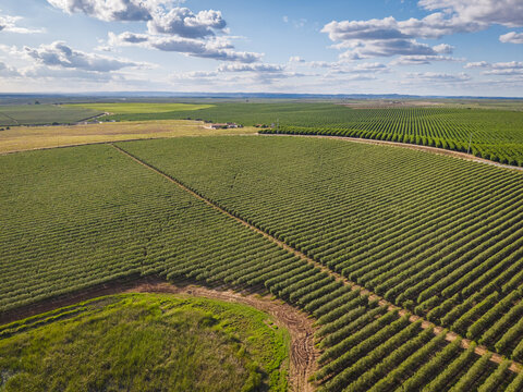 Aerial view of extensive green agricultural fields and vineyards arranged in neat rows under a bright blue sky with scattered clouds in Pias, Beja District, Portugal.