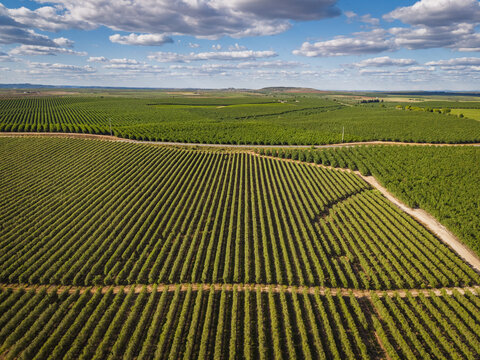 Aerial view of extensive olive groves arranged in neat rows across the rolling rural landscape under a bright blue sky with scattered clouds in Pias, Beja District, Portugal.