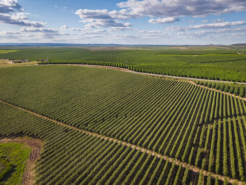 Aerial view of vast, neatly planted olive groves stretching across the rural landscape under a bright blue sky in Pias, Beja District, Portugal.