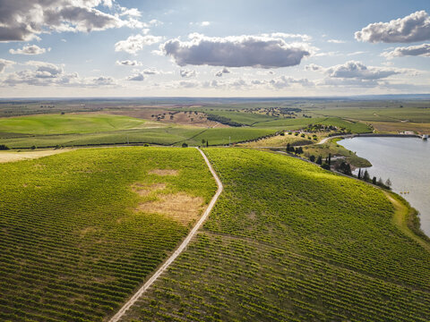 Aerial view of the lush green vineyards of Pias with a dirt path winding through the rolling hills near a reservoir under a bright sky in Pias, Beja District, Portugal.