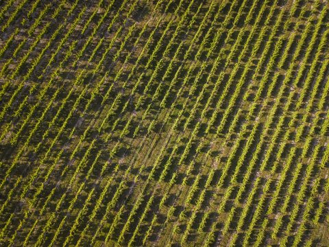 Aerial view of the lush green rows of a vineyard in Pias, Beja District, Portugal.