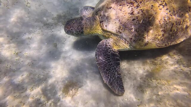 Large green sea turtle, sucker remora fish on its shell, grazing on seagrass covered sandy seafloor
