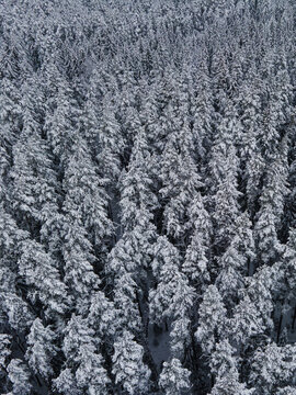 Aerial view of a dense coniferous forest blanketed in fresh white snow during winter in Latvia.