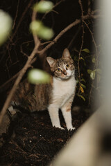 Tabby cat sitting in garden bushes © Nori