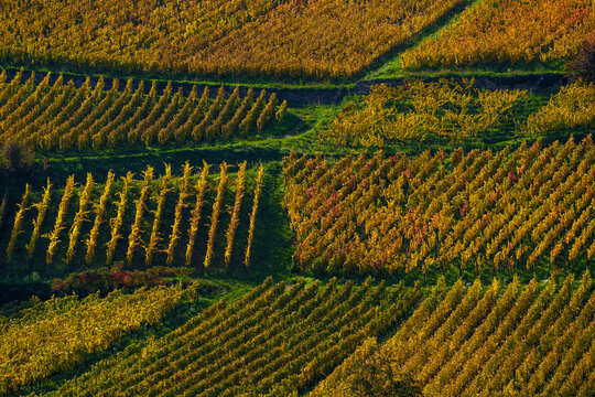 View of golden vineyard rows stretching across rolling hills, showcasing lush autumn foliage and structured agricultural patterns in France.