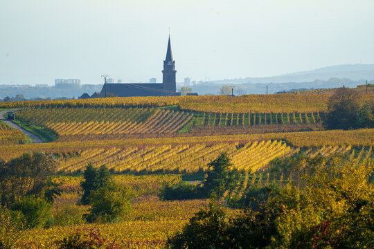 View of a sprawling vineyard with golden autumn vines and a historic church spire rising in the distance under a clear sky in France.