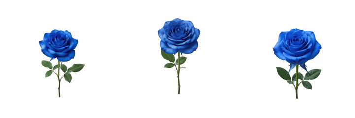 Fototapeta premium Single vibrant blue rose flower with green leaves and stem isolated on white background high resolution cut out PNG image for design projects