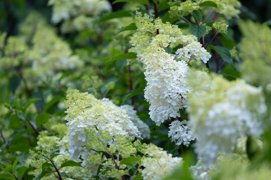Beautiful Hydrangea paniculata "Vanille Fraise", bouquet hydrangea flowers in the summer home garden, floral wallpaper, background for design	