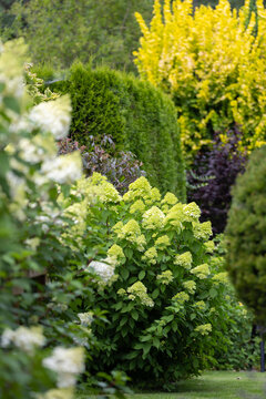 Beautiful bouquet hydrangea flowers 'Limelight' (Hydrangea paniculata) in a summer home garden, flower wallpaper, background for design