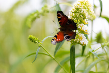 Peacock butterfly (Aglais io) on white butterfly bush (Buddleja davidii) flowers © anettastar