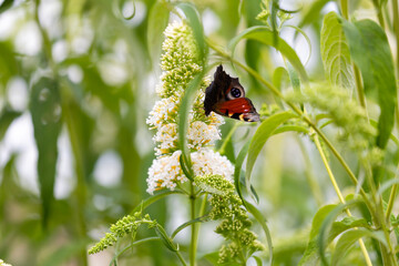 Peacock butterfly (Aglais io) on white butterfly bush (Buddleja davidii) flowers © anettastar