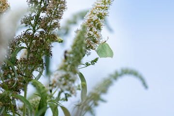 Brimstone butterfly (Gonepteryx rhamni) on the white flowers of a butterfly bush (Buddleja davidii) © anettastar