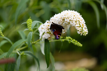 Peacock butterfly (Aglais io) on white butterfly bush (Buddleja davidii) flowers © anettastar