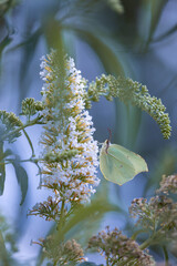 Brimstone butterfly (Gonepteryx rhamni) on the white flowers of a butterfly bush (Buddleja davidii) © anettastar