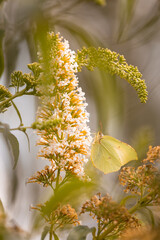 Brimstone butterfly (Gonepteryx rhamni) on the white flowers of a butterfly bush (Buddleja davidii) © anettastar