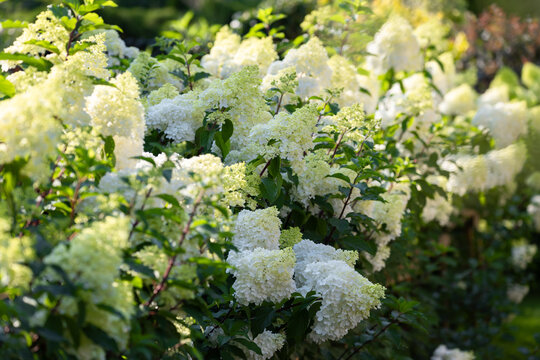 Beautiful Hydrangea paniculata "Vanille Fraise", bouquet hydrangea flowers in the summer home garden, floral wallpaper, background for design	