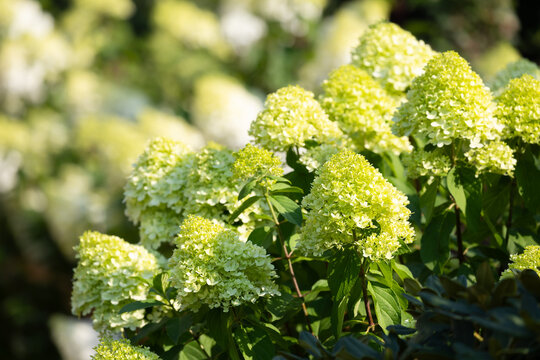 Beautiful bouquet hydrangea flowers 'Limelight' (Hydrangea paniculata) in a summer home garden, flower wallpaper, background for design