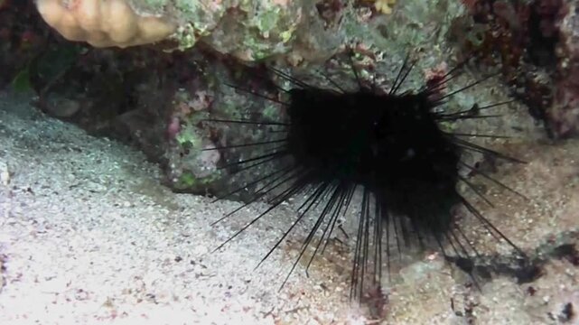 Large black long-spined sea urchin beneath coral in the Red Sea
