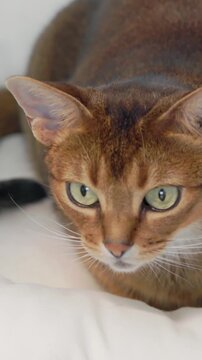 Ginger cute funny cat sitting playing looking and hunting close up. Little best friends. Happy domestic animals at home. Beautiful Abyssinian cat portrait in white pet house. Slow motion 4K