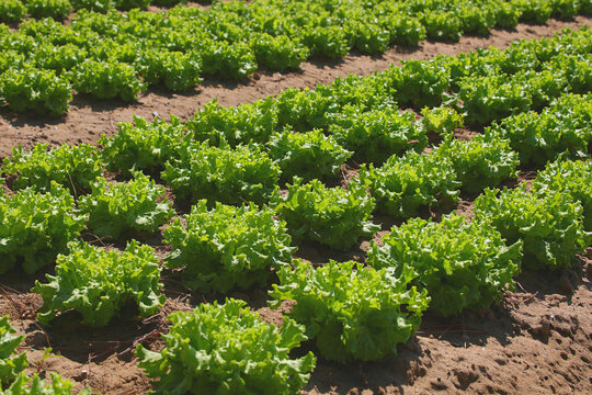 Fresh green lettuce crops growing in neat rows in agricultural farm field