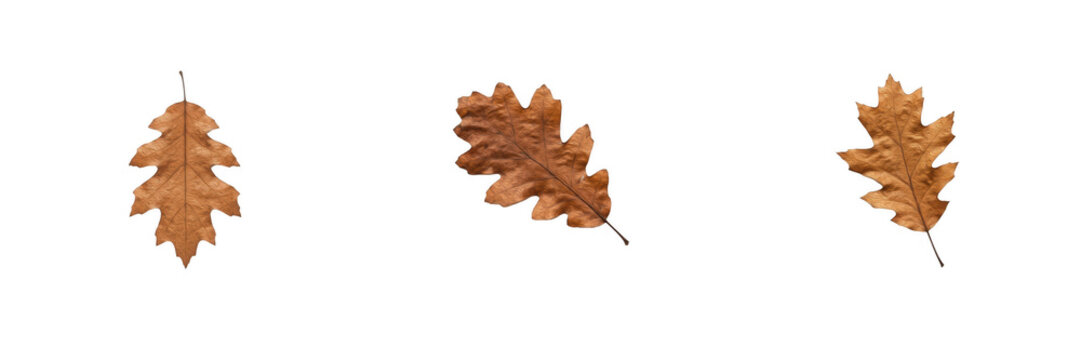 Dry autumn oak leaf isolated on white background, fallen brown foliage with lobes for seasonal design, autumn nature photography concept, Thanksgiving decoration PNG graphic asset