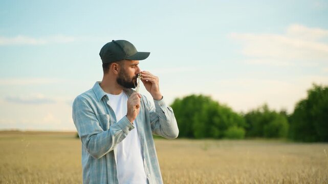 Agronomist examining wheat ears in agricultural field