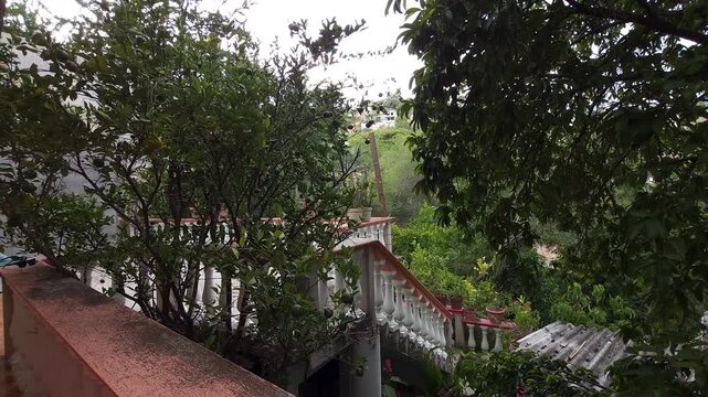 Mandarin and soursop trees next to the terrace
