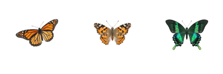 Naklejka premium Colorful Butterflies Isolated on Transparent Background, Monarch and Exotic Green Insects PNG Illustration for Nature Design, Spring Wildlife Graphic Asset and Ecological Concept Elements